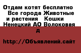 Отдам котят бесплатно  - Все города Животные и растения » Кошки   . Ненецкий АО,Волоковая д.